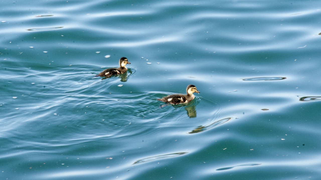 20190806-103451••Two Harbors•Minnesota•USA